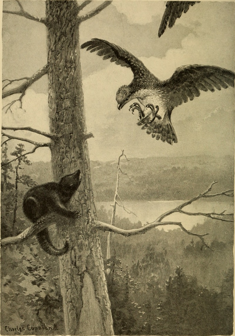 osprey, fish eagle (Pandion haliaetus) & fisher (Martes pennanti); DISPLAY FULL IMAGE.