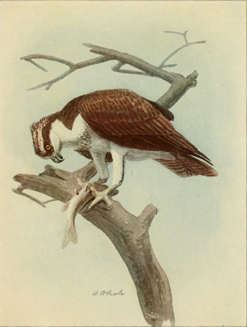 osprey, fish eagle (Pandion haliaetus); DISPLAY FULL IMAGE.