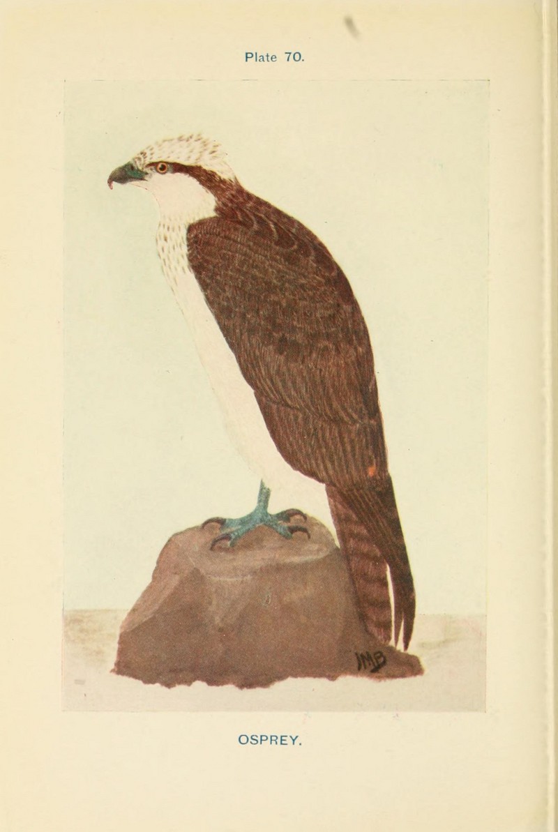 osprey, fish eagle (Pandion haliaetus); DISPLAY FULL IMAGE.