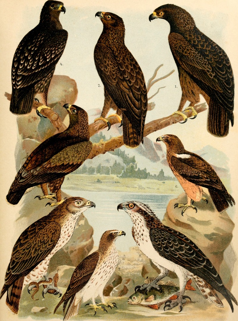 greater spotted eagle (Clanga clanga), lesser spotted eagle (Clanga pomarina), booted eagle (Hieraaetus pennatus), osprey (Pandion haliaetus); DISPLAY FULL IMAGE.