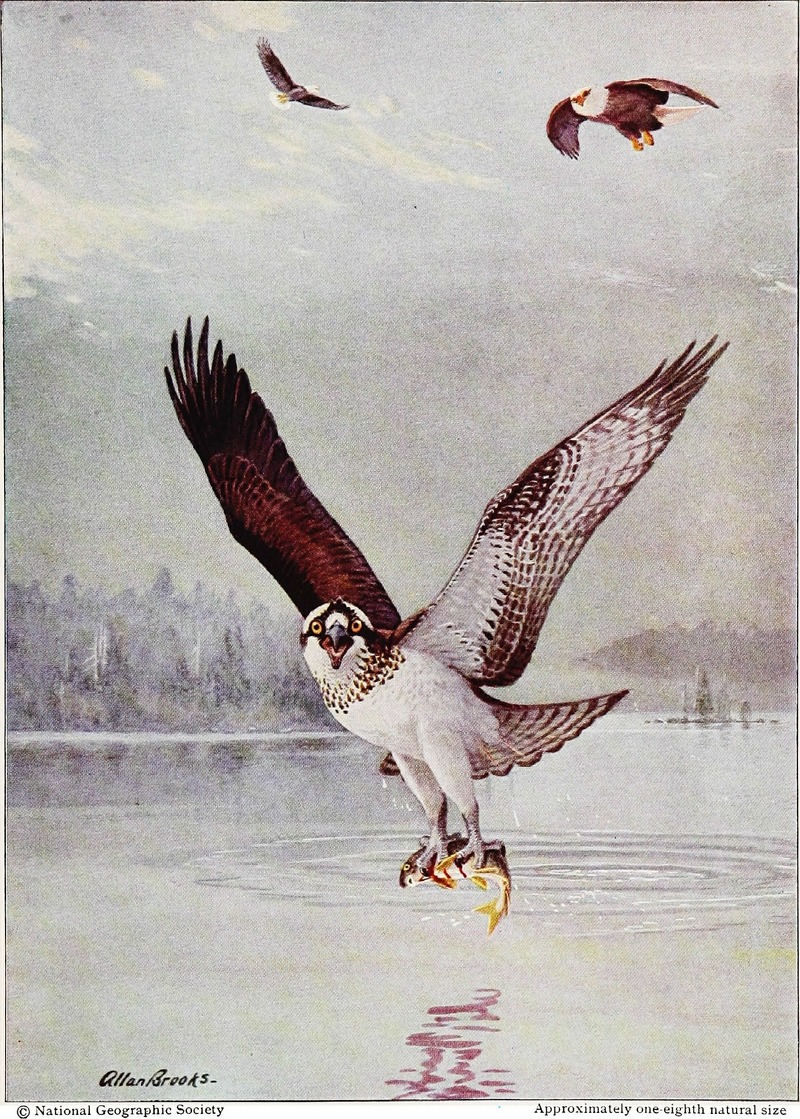osprey, fish eagle (Pandion haliaetus), bald eagle (Haliaeetus leucocephalus); DISPLAY FULL IMAGE.