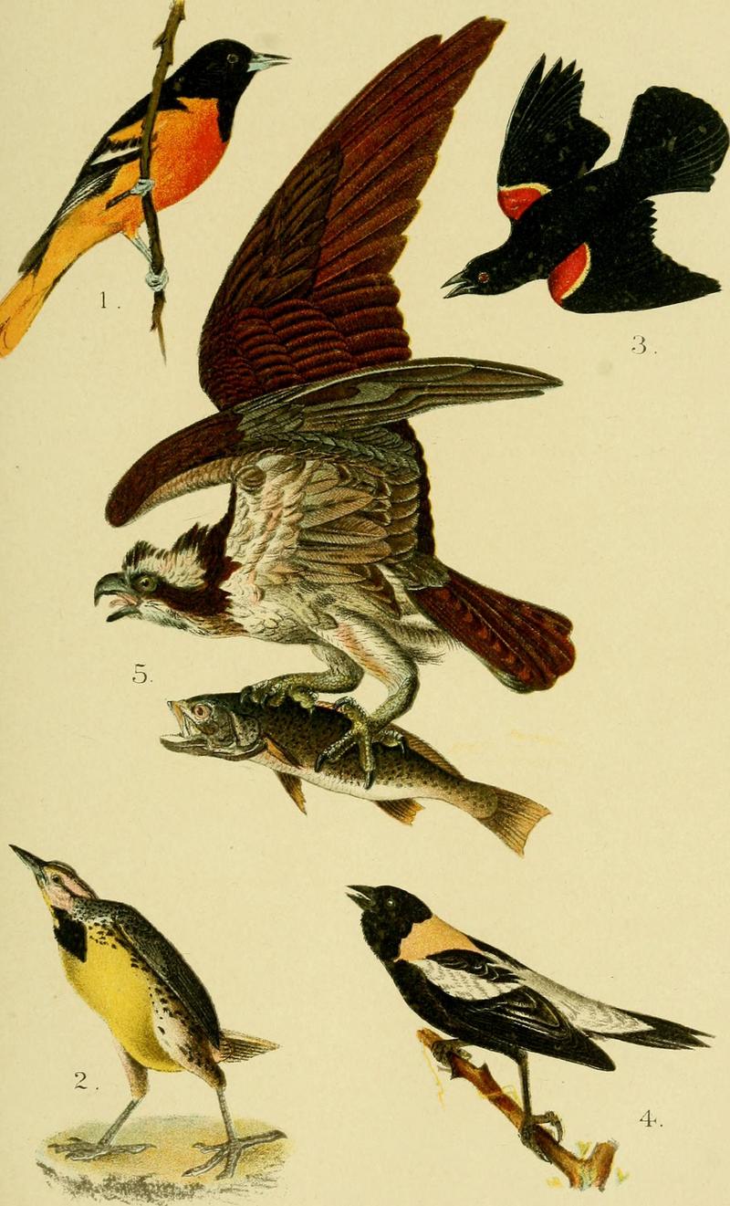 Baltimore oriole (Icterus galbula), red-winged blackbird (Agelaius phoeniceus), osprey (Pandion haliaetus), eastern meadowlark (Sturnella magna), bobolink (Dolichonyx oryzivorus); DISPLAY FULL IMAGE.