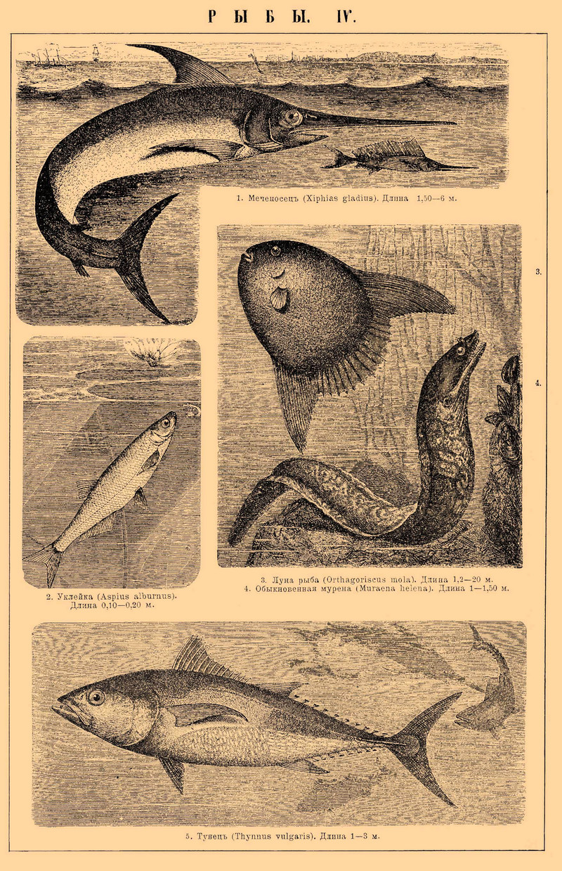 swordfish (Xiphias gladius), common bleak (Alburnus alburnus), ocean sunfish (Mola mola), Mediterranean moray (Muraena helena), Atlantic bluefin tuna (Thunnus thynnus); DISPLAY FULL IMAGE.