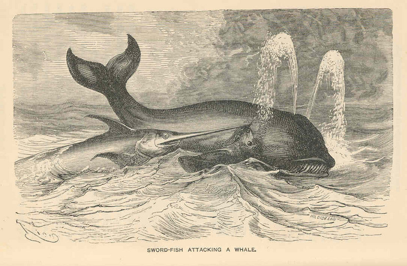 swordfish (Xiphias gladius); DISPLAY FULL IMAGE.