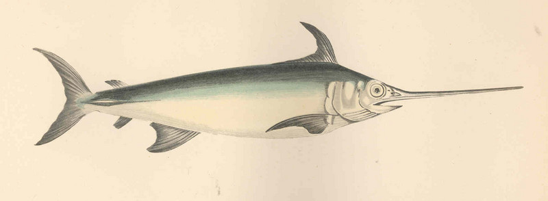 swordfish (Xiphias gladius); DISPLAY FULL IMAGE.