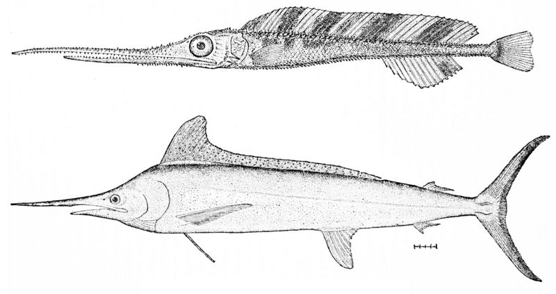 swordfish (Xiphias gladius), White marlin (Kajikia albidus); DISPLAY FULL IMAGE.
