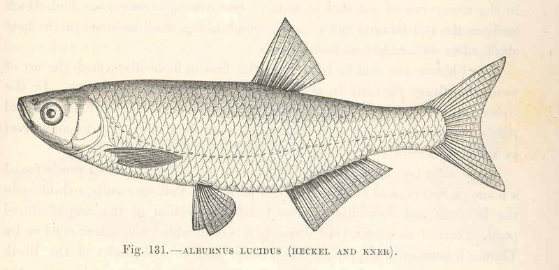 common bleak (Alburnus alburnus); DISPLAY FULL IMAGE.