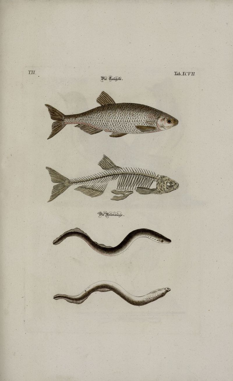 common bleak (Alburnus alburnus), European river lamprey (Lampetra fluviatilis); DISPLAY FULL IMAGE.