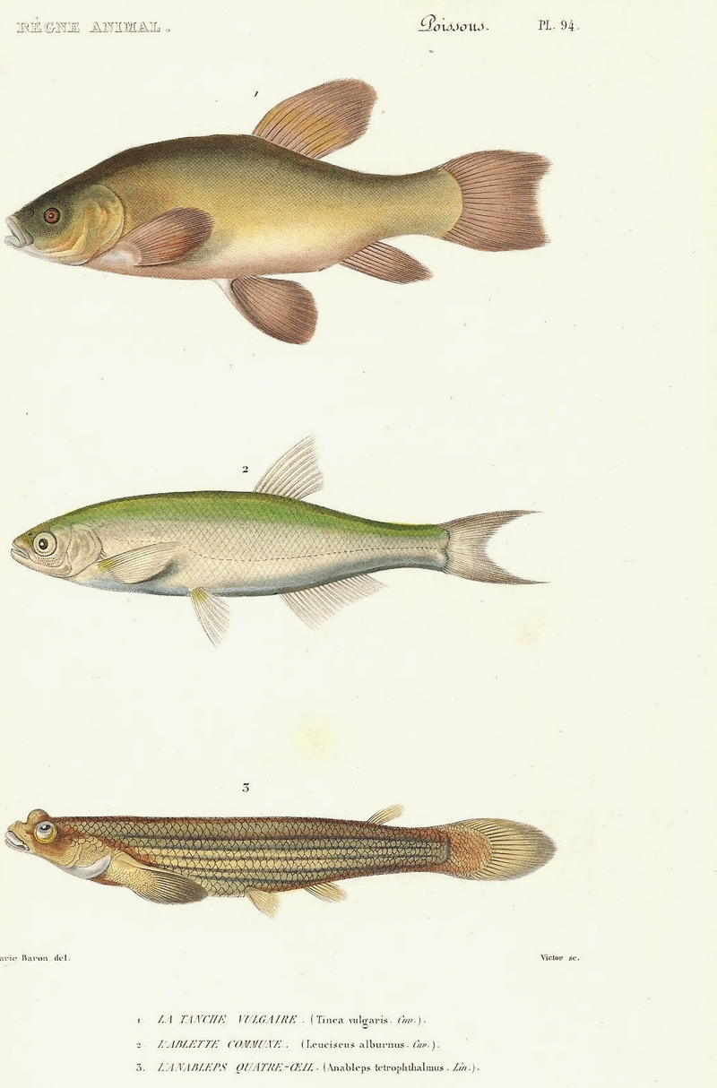 tench or doctor fish (Tinca tinca), common bleak (Alburnus alburnus), largescale four-eyed fish (Anableps anableps); DISPLAY FULL IMAGE.