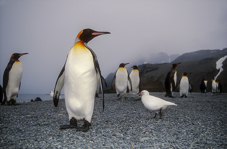 king penguin (Aptenodytes patagonicus), snowy sheathbill (Chionis albus); Image ONLY