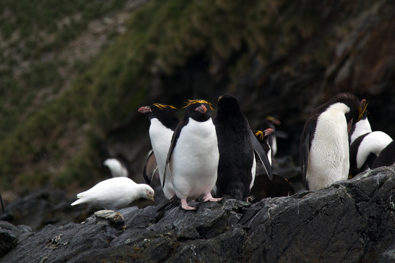 macaroni penguin (Eudyptes chrysolophus), snowy sheathbill (Chionis albus); DISPLAY FULL IMAGE.