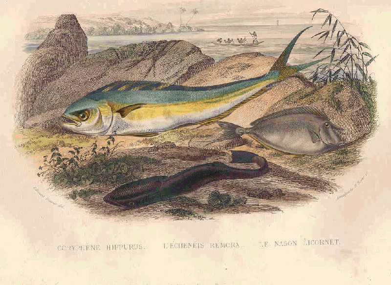 common dolphinfish (Coryphaena hippurus), live sharksucker (Echeneis naucrates), whitemargin unicornfish (Naso annulatus); DISPLAY FULL IMAGE.