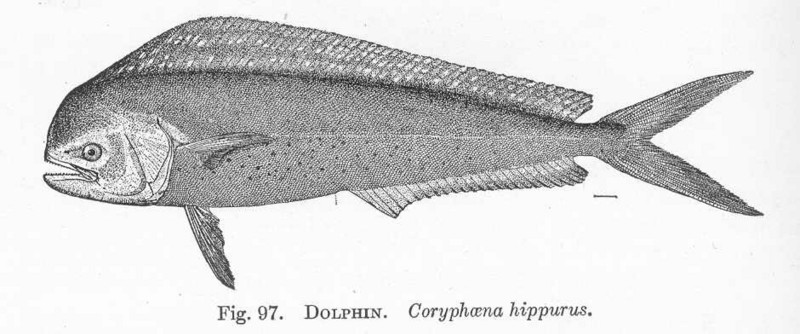 mahi-mahi, common dolphinfish (Coryphaena hippurus); DISPLAY FULL IMAGE.