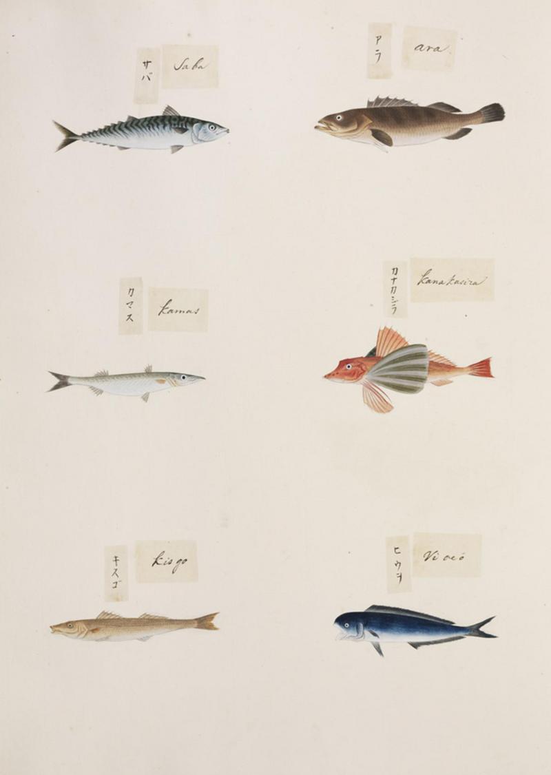 common dolphinfish (Coryphaena hippurus), Japanese whiting (Sillago japonica), spiny red gurnard (Chelidonichthys spinosus), red barracuda (Sphyraena pinguis), banded grouper (Epinephelus awoara), Pacific chub mackerel (Scomber japonicus); DISPLAY FULL IMAGE.
