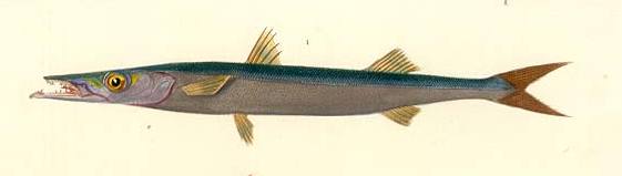 European barracuda (Sphyraena sphyraena); Image ONLY