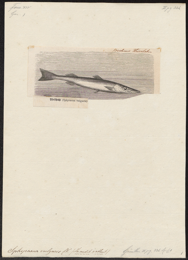 European barracuda (Sphyraena sphyraena); DISPLAY FULL IMAGE.