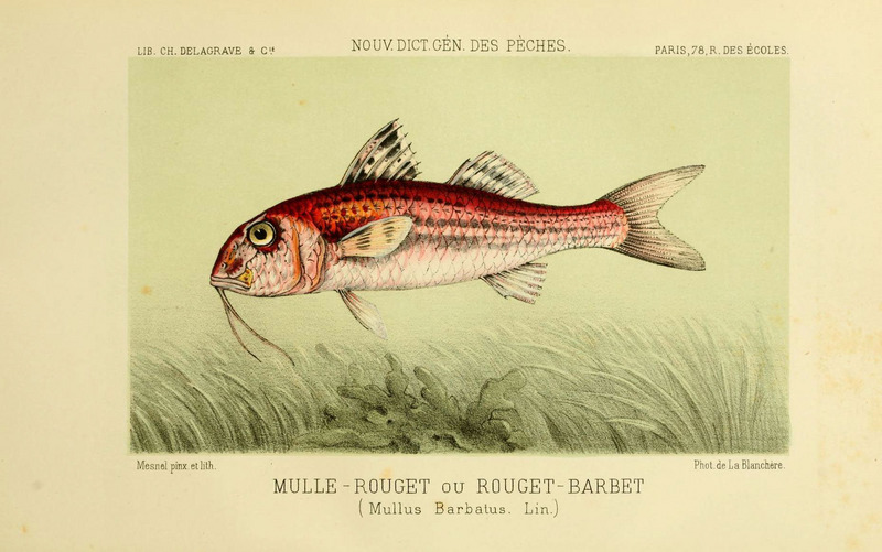 red mullet (Mullus barbatus); DISPLAY FULL IMAGE.
