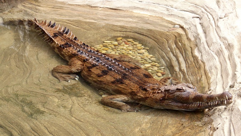 false gharial (Tomistoma schlegelii); DISPLAY FULL IMAGE.