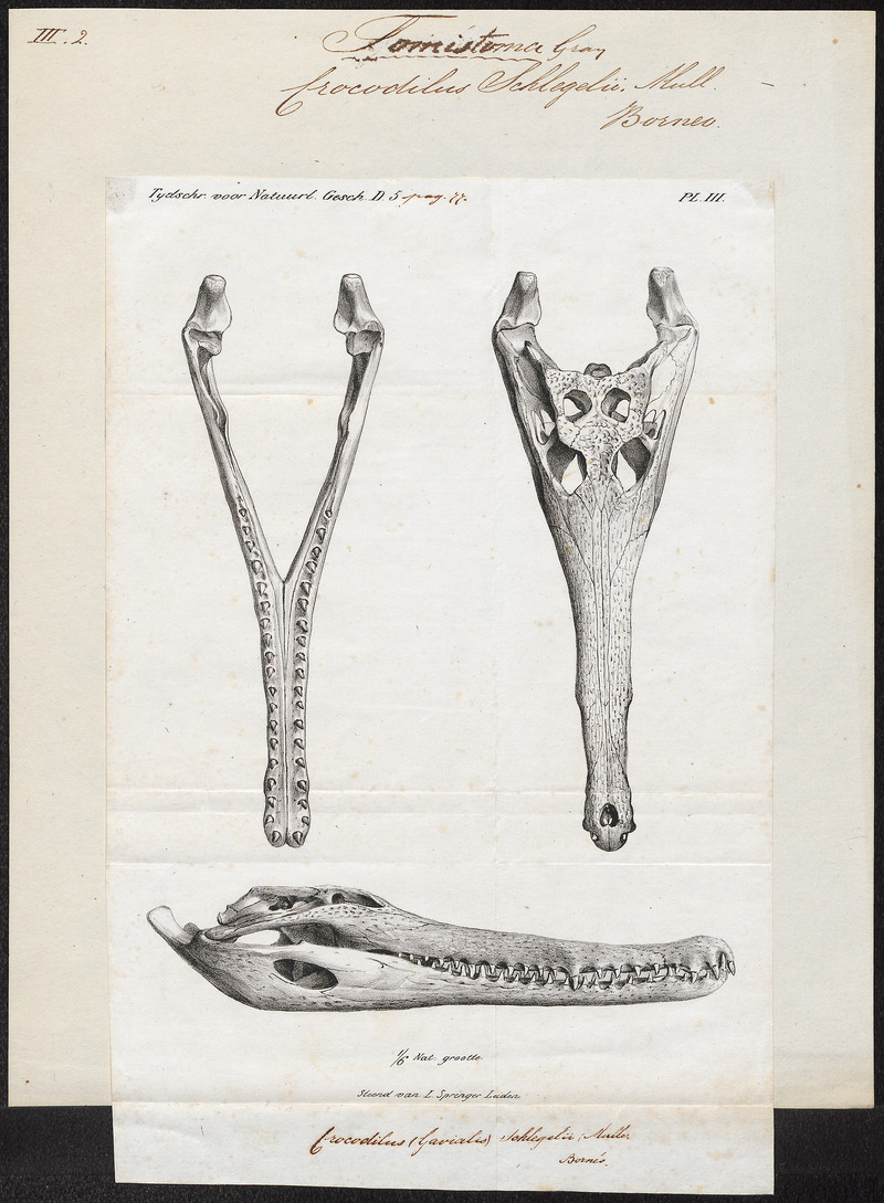 false gharial (Tomistoma schlegelii); DISPLAY FULL IMAGE.