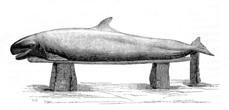 false killer whale (Pseudorca crassidens); DISPLAY FULL IMAGE.