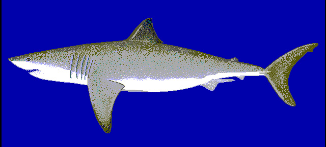 great white shark (Carcharodon carcharias); Image ONLY