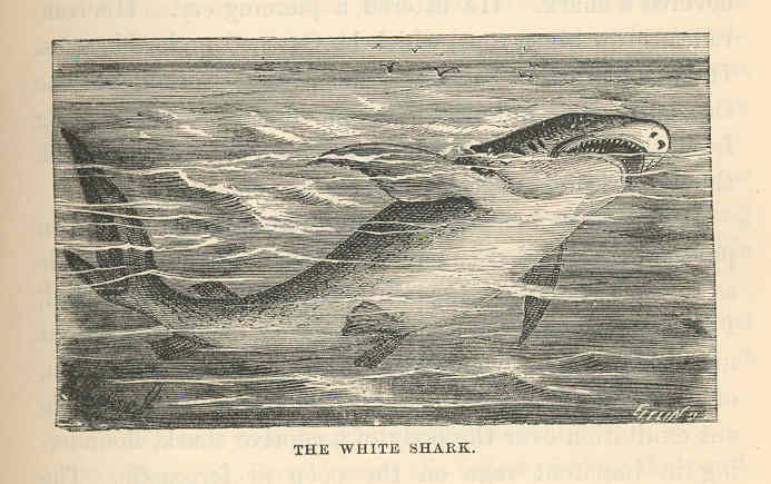 great white shark (Carcharodon carcharias); Image ONLY