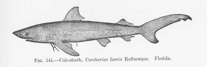 great white shark (Carcharodon carcharias); DISPLAY FULL IMAGE.