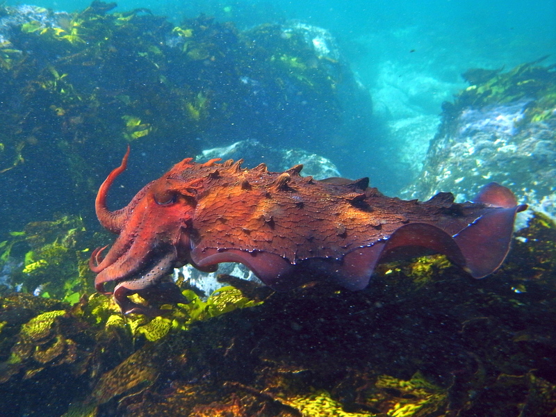Australian giant cuttlefish (Sepia apama); DISPLAY FULL IMAGE.