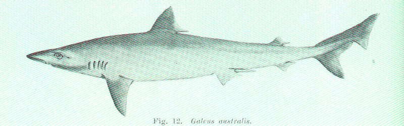school shark, tope shark (Galeorhinus galeus); DISPLAY FULL IMAGE.