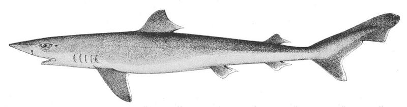 school shark, tope shark (Galeorhinus galeus); DISPLAY FULL IMAGE.
