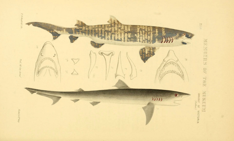 tope shark (Galeorhinus galeus), sand tiger shark (Carcharias taurus); DISPLAY FULL IMAGE.