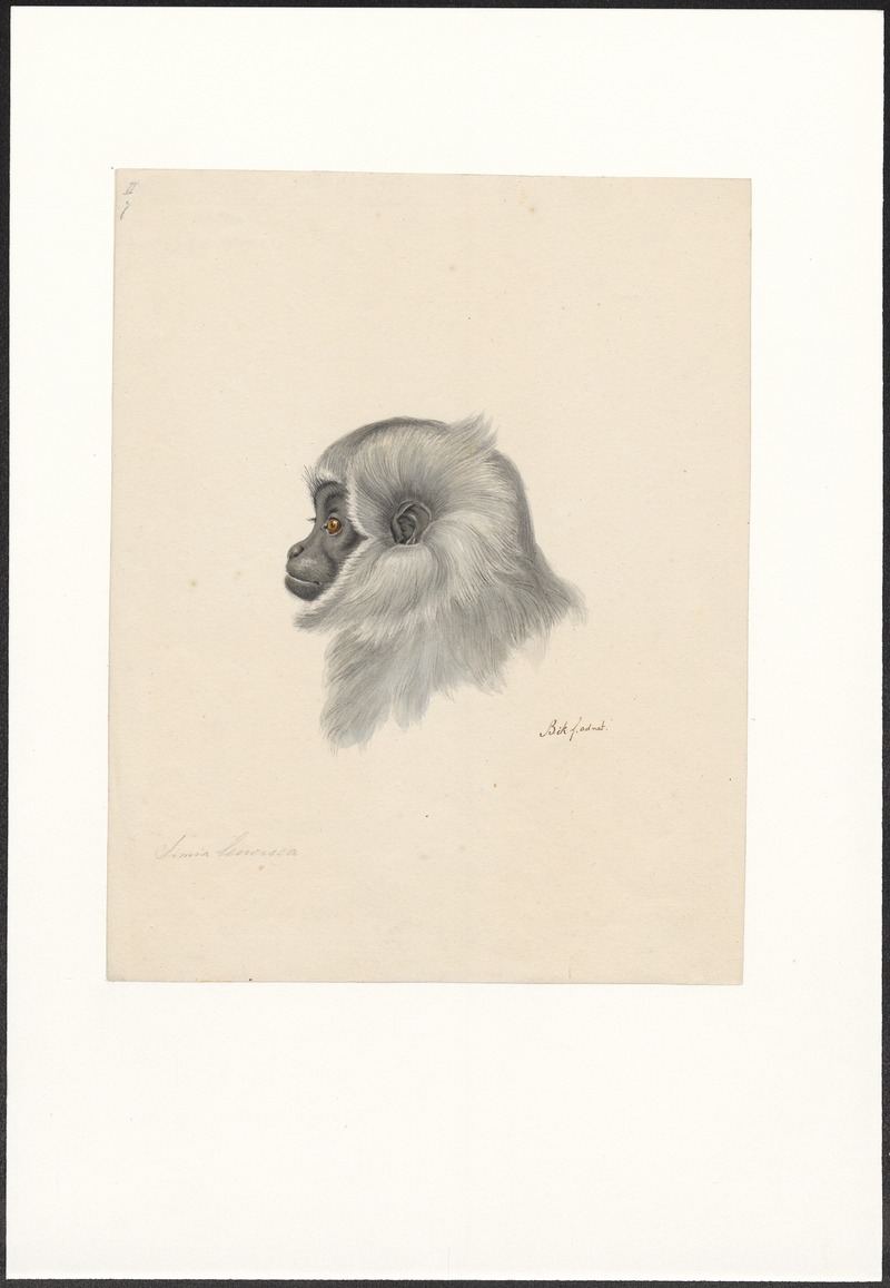 silvery gibbon (Hylobates moloch); DISPLAY FULL IMAGE.