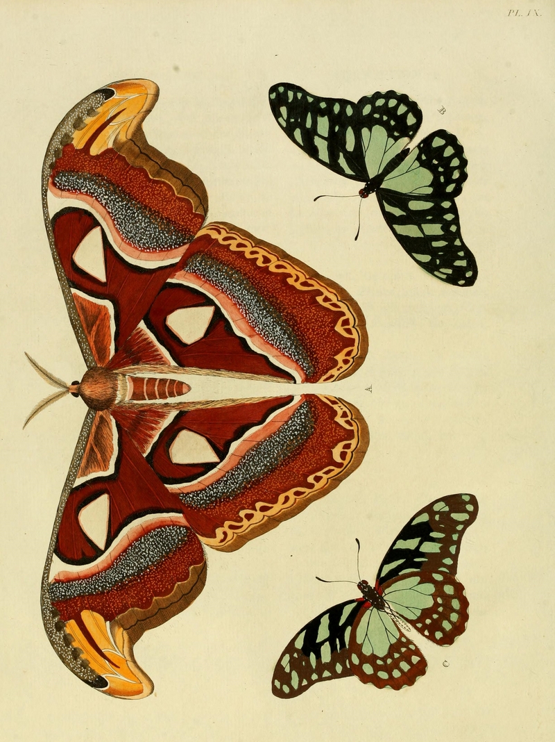 Atlas moth (Attacus atlas), veined swordtail (Graphium leonidas); DISPLAY FULL IMAGE.