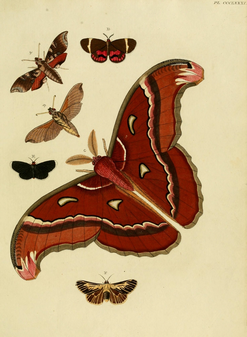 parce sphinx moth (Callionima parce), Atlas moth (Attacus atlas), Curoba sangarida, white-tipped black moth (Melanchroia chephise), buff ermine (Spilarctia luteum); DISPLAY FULL IMAGE.
