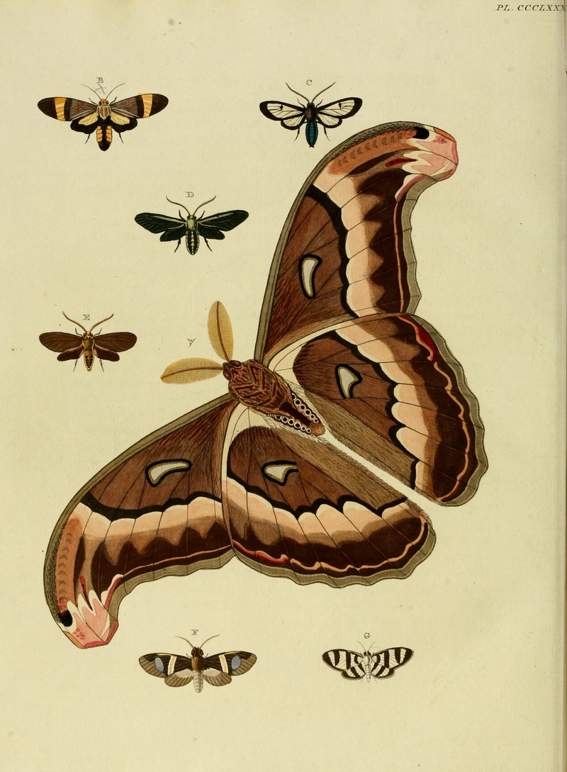 Atlas moth (Attacus atlas), Ordishia rutilus, Cosmosoma pheres, Antichloris eriphia, Pelochyta arontes, Zebronia phenice; DISPLAY FULL IMAGE.