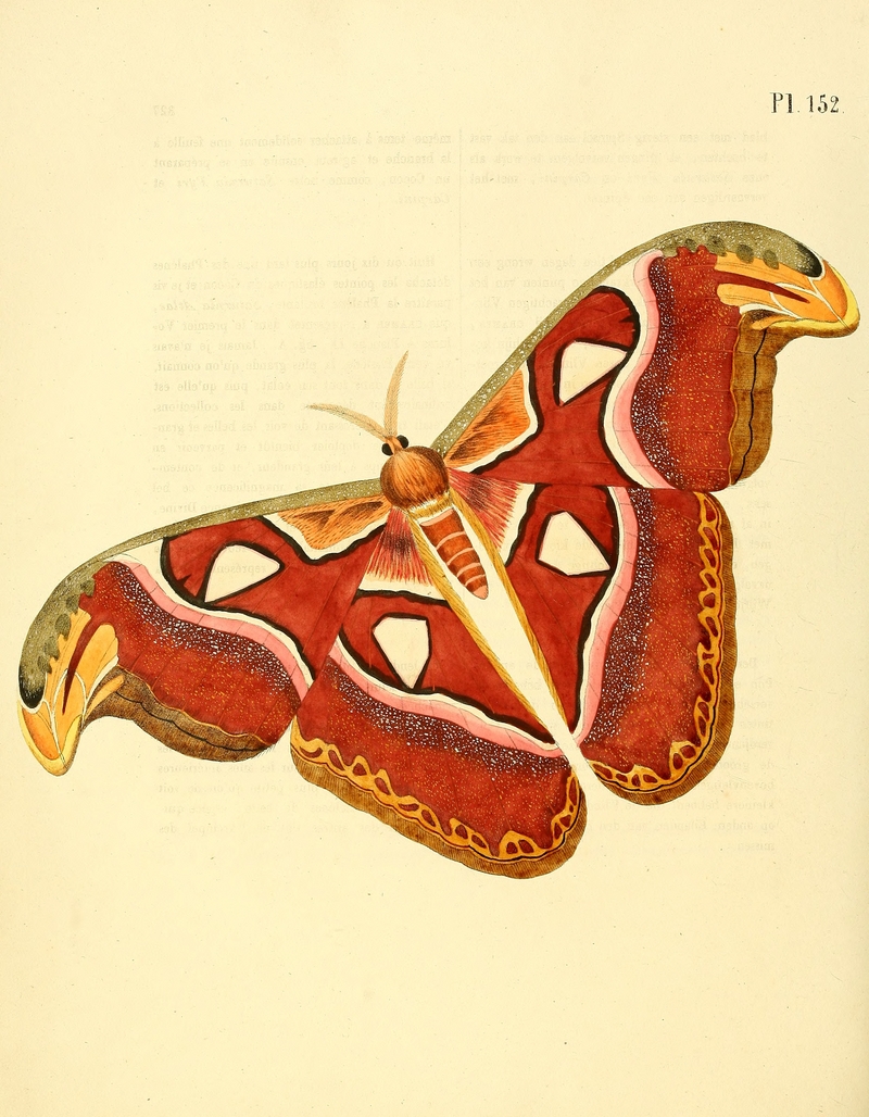 Atlas moth (Attacus atlas); DISPLAY FULL IMAGE.