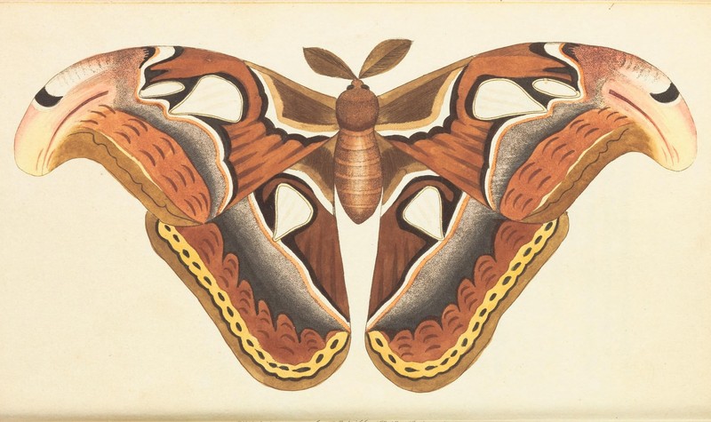 Atlas moth (Attacus atlas); DISPLAY FULL IMAGE.
