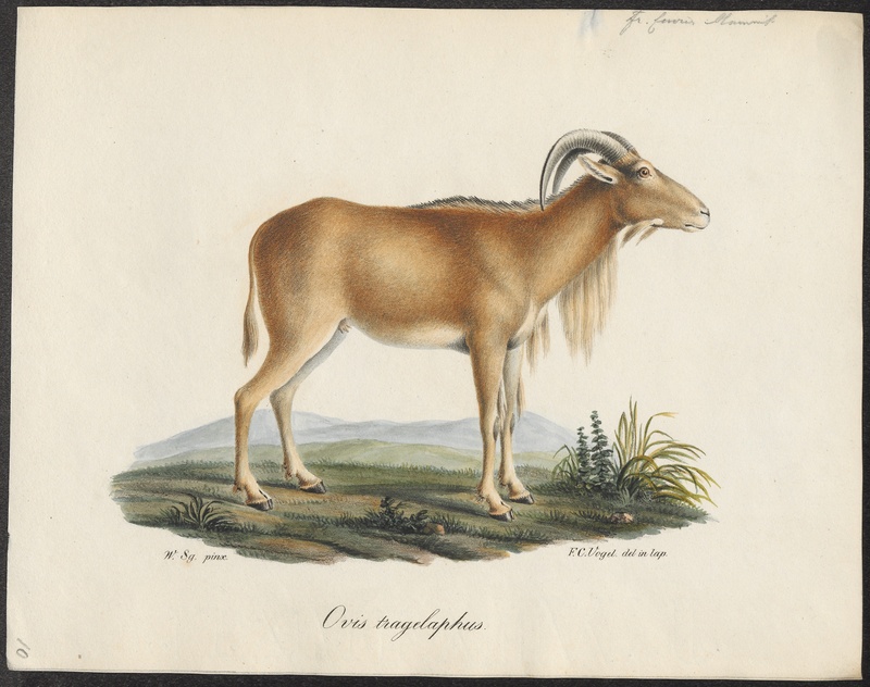 Barbary sheep, aoudad (Ammotragus lervia); DISPLAY FULL IMAGE.