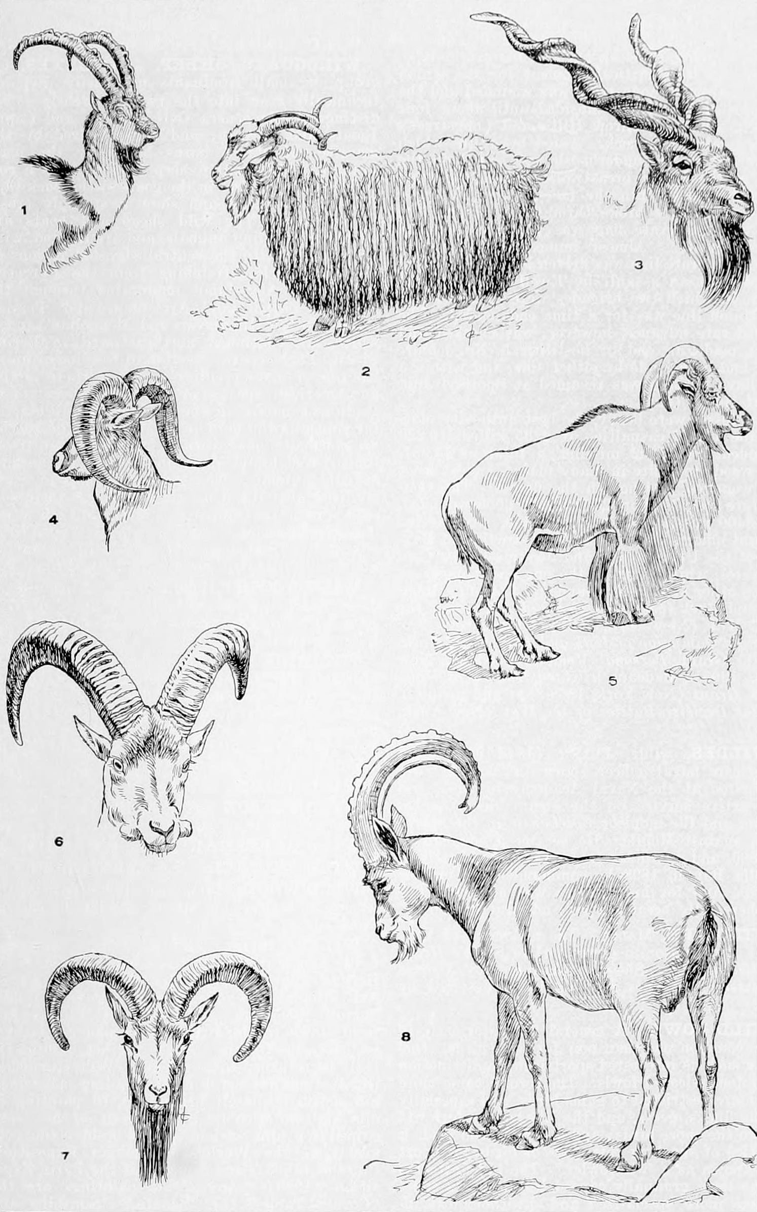 wild goat (Capra aegagrus), Angora goat (Capra aegagrus hircus), markhor  (Capra falconeri), bharal (Pseudois nayaur), Barbary sheep (Ammotragus  lervia), West Caucasian tur (Capra caucasica), urial (Ovis orientalis  vignei), Alpine ibex (Capra ibex)