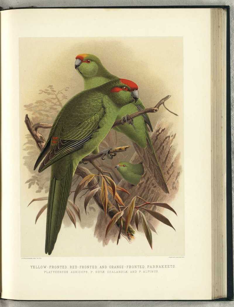yellow-crowned parakeet (Cyanoramphus auriceps), red-fronted parakeet (Cyanoramphus novaezelandiae), orange-fronted parakeet (Cyanoramphus malherbi); DISPLAY FULL IMAGE.