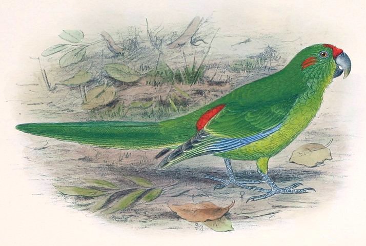 Lord Howe parakeet (Cyanoramphus subflavescens); Image ONLY