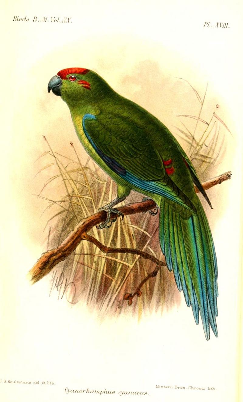 Kermadec red-crowned parakeet (Cyanoramphus novaezelandiae cyanurus); DISPLAY FULL IMAGE.