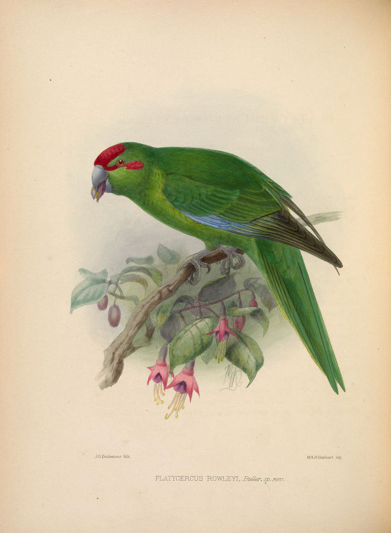 red-fronted parakeet (Cyanoramphus novaezelandiae); DISPLAY FULL IMAGE.