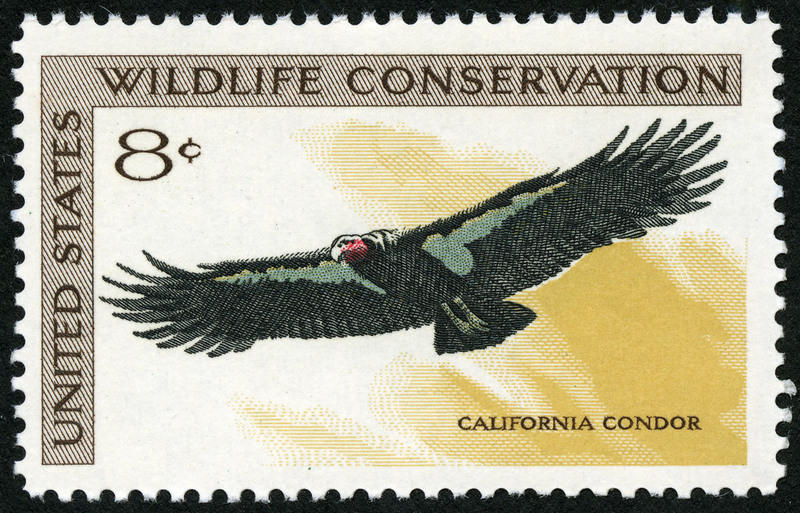 California condor (Gymnogyps californianus); DISPLAY FULL IMAGE.