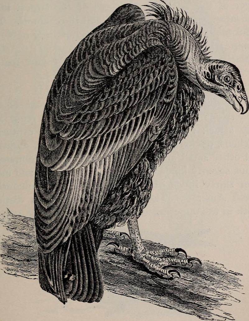 California condor (Gymnogyps californianus); DISPLAY FULL IMAGE.