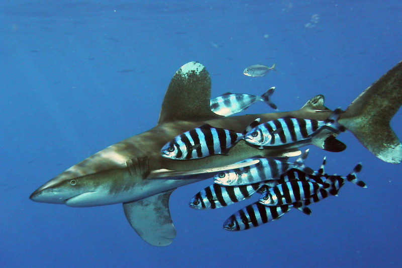 oceanic whitetip shark (Carcharhinus longimanus), pilot fish (Naucrates ductor); DISPLAY FULL IMAGE.