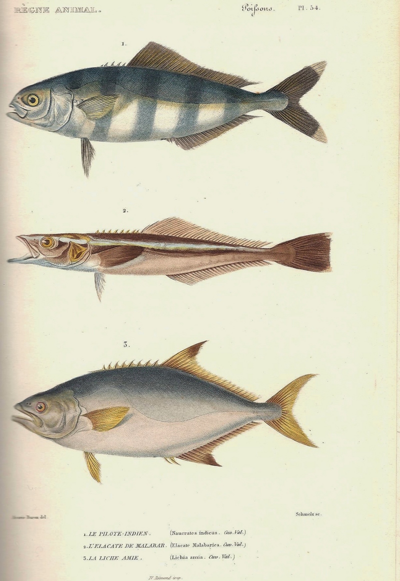 pilot fish (Naucrates ductor), cobia or black kingfish (Rachycentron canadum), leerfish or garrick (Lichia amia); DISPLAY FULL IMAGE.