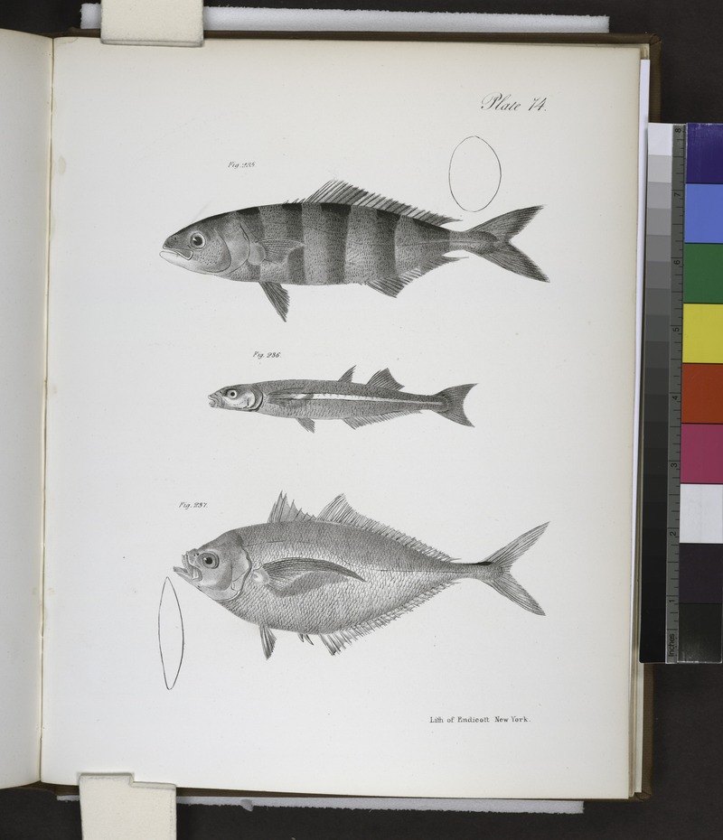 pilot fish (Naucrates ductor), Atlantic silverside (Menidia menidia), Atlantic bumper (Chloroscombrus chrysurus); DISPLAY FULL IMAGE.
