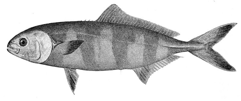 pilot fish (Naucrates ductor); DISPLAY FULL IMAGE.