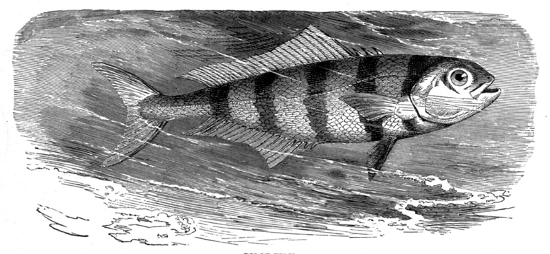 pilot fish (Naucrates ductor); DISPLAY FULL IMAGE.